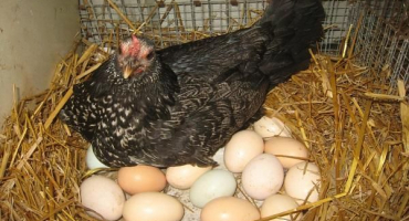 3 Nejlepší metody, jak zjistit, zda domácí kuře spěchá nebo ne